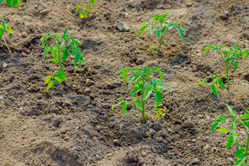 Young tomato seedlings growing in soil at greenhouse