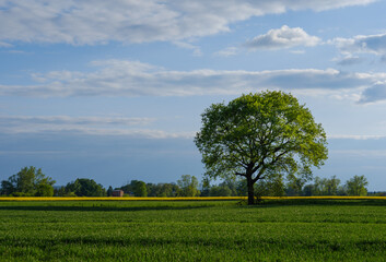 Fototapeta na wymiar tree in field
