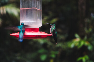 Small Little Colorful Bird, Colibri , Hummingbird, is drinking 