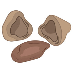Nut Types Food Pili Nut