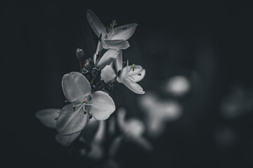 Blumen Pflanzen in schwarzweiß