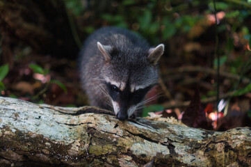 Raccoon on a log in the woods