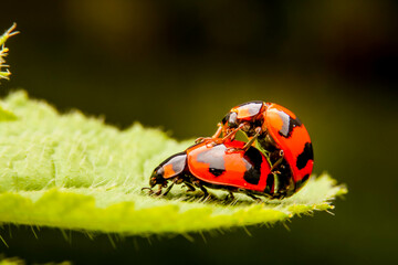 two ladybug on a green leaf