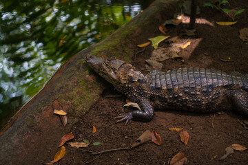 Fototapeta premium Crocodile in a rescue park in Costa Rica
