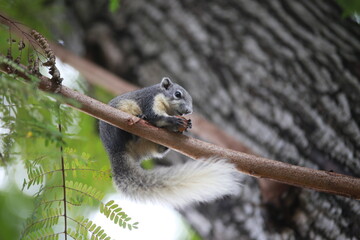 squirrel on a tree
