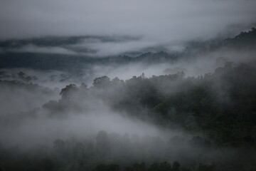 Panoramic view of tropical rainforest during rainy season In the morning there is a mist hovering above the trees.