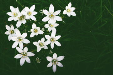 White spring flowers on green blurred background