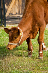 Naklejka na ściany i meble Cow in a farm eating grass.