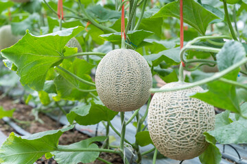 Cantaloup melon growing in greenhouse farm