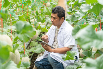 Male scientist working at melon farm. Checking melon at organic melon farm. Farmer, Lifestyle, Science, Nature, Working, Doctor and Environment concept.