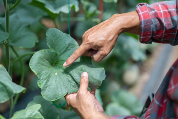 Farmer's hand examining a disease that destroys melon leaves in a greenhouse farm