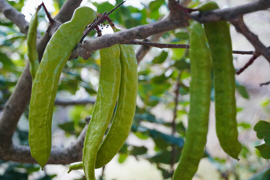 Carob tree growing in the middle of the forest. 