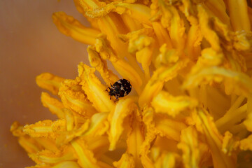 Kleiner Käfer in einer gelben Blume