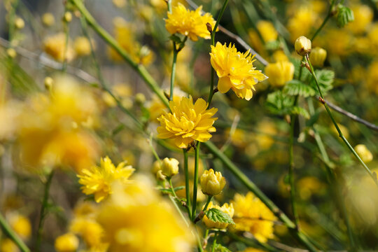 Yellow flowers on a japanese ranunculus bush on a sunny day in spring. Image with selective focus.