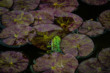 Frosch im Teich mit Seerosen Blätter