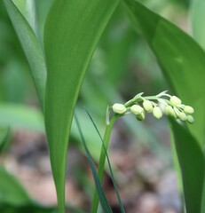 Wiosenne kwiaty w naturze. © Grzegorz