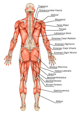 Didactic board of anatomy of male muscular system, posterior view, full body 