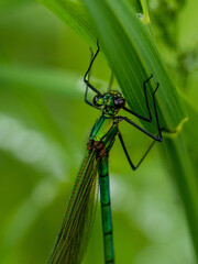 Libelle