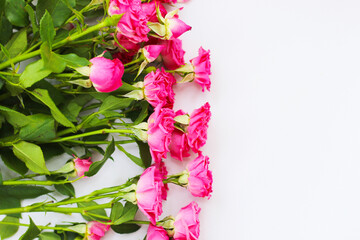 Small pink bush roses on a white background with a place for text