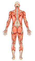 Anatomy of male muscular system, posterior view, full body  - obrazy, fototapety, plakaty