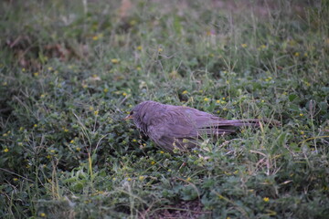 Beauty with bird in the grass having lunch