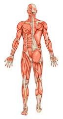 Anatomy of male muscular system, posterior and anterior view, full body  - obrazy, fototapety, plakaty
