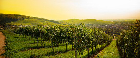 Weinberge Reben