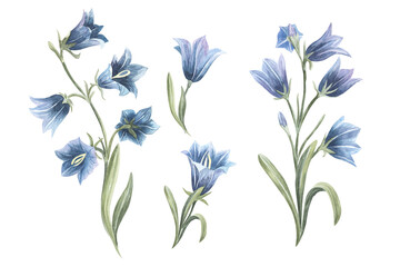 Hand drawn watercolor bluebell flower illustration. Painted bellflower sketch botanical herbs isolated on white background