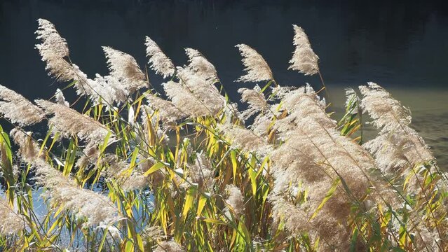 Juncos moviendose al viento en r&iacute;o