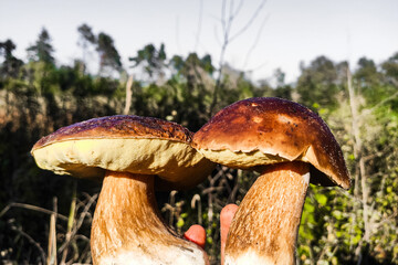 A large Boletus edulis mushroom in the hands of a forester.