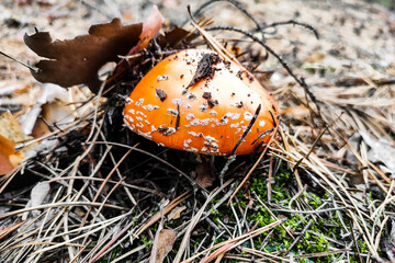 Mushroom poisonous amanita muscaria grows in the autumn forest.