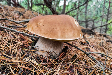 The large mushroom Boletus edulis grows in a coniferous forest.