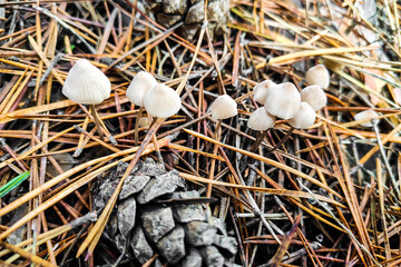 Mycena galericulata mushroom close-up.