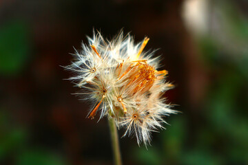 Bidens pilosa also called ketul kebo
