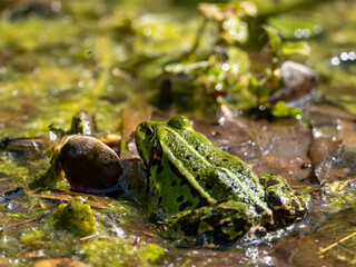 Frosch