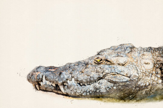 Crocodile with copy space, place your own text. Close up portrait of large Nile crocodile native to freshwater habitats in Africa. Aquarelle, watercolor illustration.