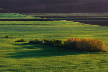 Obraz premium Beautiful sunset over green field in spring time
