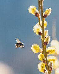 Fototapeta premium Flying bumblebee on a blue background approaching yellow flowers 