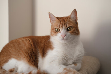 amazing red and white home cat, beautiful animal felline portrait
