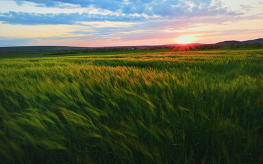 Fototapeta na wymiar Sunset over green rye field in spring time
