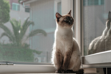beautiful young siamese sitting at the open window with pet friendly cat proof mosqito net...
