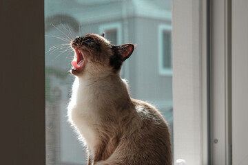 beautiful young siamese yawning sitting at the open window with pet friendly cat proof mosqito net...