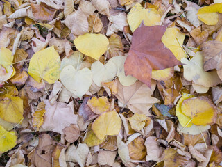 Autumn Leaves Background
