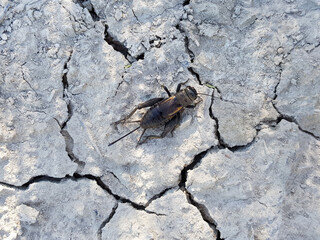 Field Cricket (Gryllus campestris)