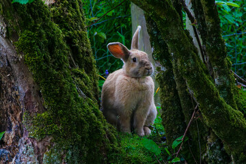 A wild but friendly rabbit appearing happily between two tree trunks of a forest.