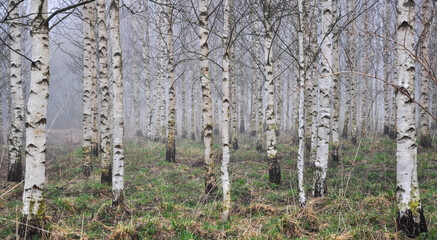 Birch tree forest early in the morning in spring