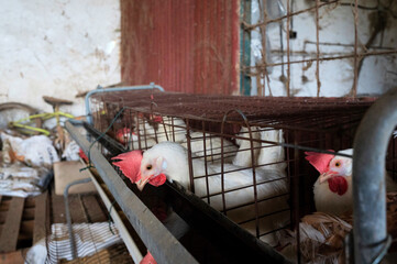 White hens in industrial feeders, focus on bird's head in feeder with food.