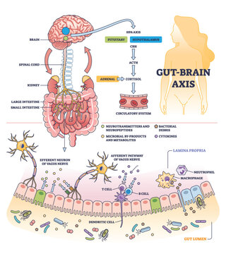 Gut brain axis and body digestive system impact to brain outline diagram. Labeled educational medical scheme with colon flora relation to pituitary and hypothalamus microbiology vector illustration.