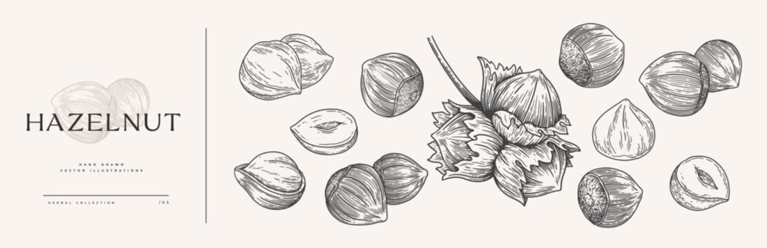 Set of hand-drawn hazelnuts. Tropical fruit, open and in a shell. Organic food concept. It can be used as a decoration element for markets, menus, and packaging. Vintage botanical illustrations.