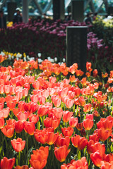 Tulips blooming in the tulip fields.